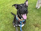 Adopt VOOPER a Dutch Shepherd, Australian Kelpie