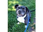 Adopt Fluke a Mixed Breed