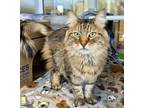 Adopt Rascal a Domestic Long Hair, Domestic Short Hair