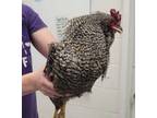 Adopt Karry a Chicken