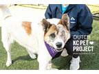 Adopt Dutch a Akita, Mixed Breed