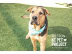 Adopt Wesson a Mixed Breed