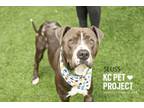 Adopt Seuss a Pit Bull Terrier, Mixed Breed