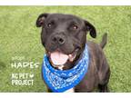 Adopt Hades a Pit Bull Terrier, Mixed Breed