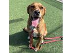 Adopt Grizzly a Mixed Breed