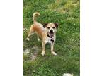 Adopt Lincoln a Terrier