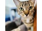 Adopt Ace (C000-175) *Bonded with Beans* - Costa Mesa Location a Domestic Short