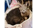 Adopt Beans (C000-176) *Bonded with Ace* - Costa Mesa Location a Domestic Short
