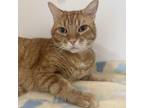 Adopt Nuggett (C000-166) - City of Industry Location a Domestic Short Hair