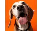 Adopt Spankey - City of Industry Location a Beagle