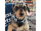 Adopt Benedict -City of Industry Location a Terrier