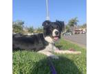 Adopt Loki a Border Collie