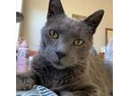 Adopt Marshall a Domestic Short Hair