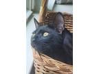 Adopt Blacksmith a Domestic Medium Hair, Domestic Short Hair