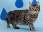 Adopt Bluto ~ Available at J&K Mega Pet in Wabash, IN!! a Domestic Long Hair