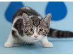 Adopt Figgy ~ Available at PetSmart in Warsaw, IN! a Domestic Short Hair