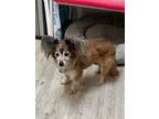 Adopt Oliver the Wonderful a Papillon, Dachshund