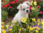 Adopt Fozzie the Great a Cairn Terrier, Shih Tzu