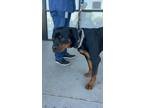 Adopt Zippo a Rottweiler