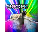 Adopt BODHI (Big Baby) a Mastiff