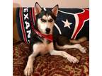 Adopt Maxwell a Husky