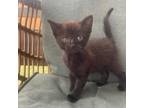 Adopt Manly Bug a Domestic Short Hair