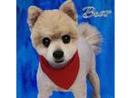 Adopt Bear a Pomeranian