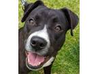 Adopt Buddy - Adopt Me! a American Staffordshire Terrier