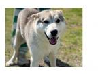 Adopt Lobo 23D-0193 a Husky