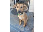 Adopt Tootsie pup: Reese a Mixed Breed