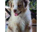 Australian Shepherd Puppy for sale in Decatur, TX, USA