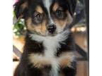 Miniature Australian Shepherd Puppy for sale in Decatur, TX, USA