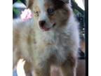 Australian Shepherd Puppy for sale in Decatur, TX, USA