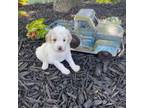 Mutt Puppy for sale in Flora, IL, USA