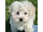 Havanese Puppy for sale in Kenney, IL, USA