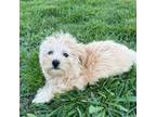 Havanese Puppy for sale in Kenney, IL, USA