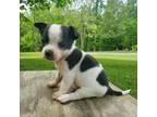 Chihuahua Puppy for sale in Cumberland Furnace, TN, USA