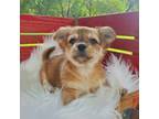 Chihuahua Puppy for sale in Cumberland Furnace, TN, USA