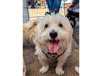 Adopt Patches a Terrier