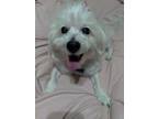 Adopt Patches a Terrier