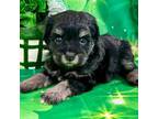 Schnauzer (Miniature) Puppy for sale in Christmas, FL, USA