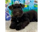 Schnauzer (Miniature) Puppy for sale in Christmas, FL, USA