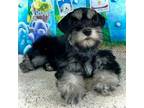 Schnauzer (Miniature) Puppy for sale in Christmas, FL, USA