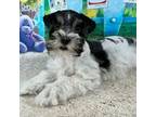 Schnauzer (Miniature) Puppy for sale in Christmas, FL, USA