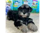 Schnauzer (Miniature) Puppy for sale in Christmas, FL, USA