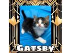 Adopt Gatsby a Domestic Long Hair