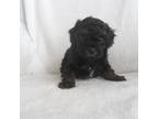 Mutt Puppy for sale in Carsonville, MI, USA