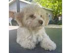 Poodle (Toy) Puppy for sale in Malta, IL, USA