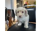Poodle (Toy) Puppy for sale in Malta, IL, USA