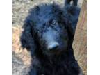 Labradoodle Puppy for sale in Rapidan, VA, USA